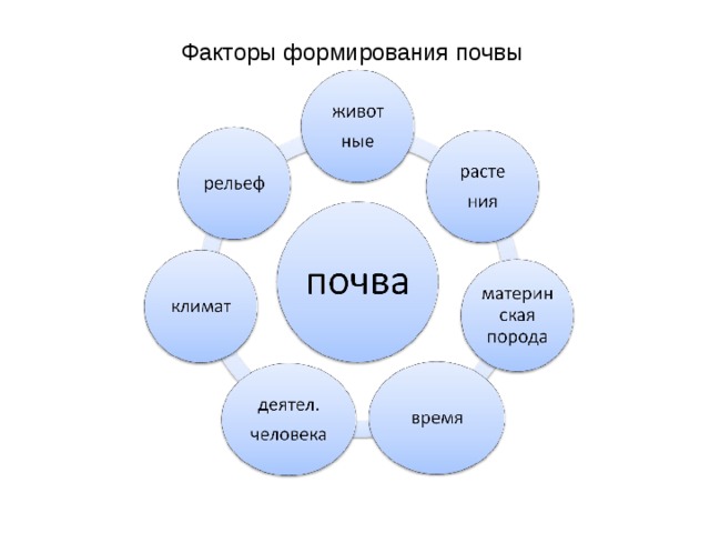 Факторы формирования почвы 