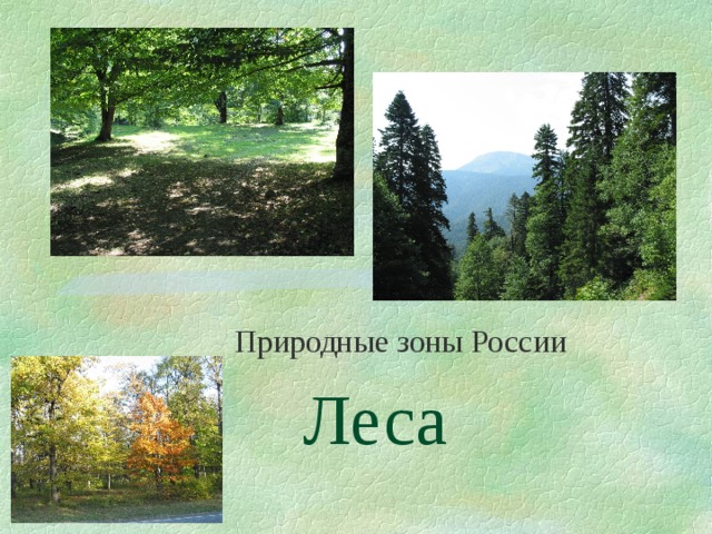 Природные зоны России Леса 