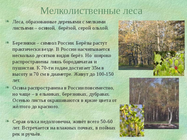 Мелколиственные леса Леса, образованные деревьями с мелкими листьями – осиной, берёзой, серой ольхой. Березняки – символ России. Берёзы растут практически везде. В России насчитывается несколько десятков видов берёз. Но широко распространены лишь бородавчатая и пушистая. К 70-ти годам достигает 35м в высоту и 70 см в диаметре. Живут до 100-150 лет. Осина распространена в России повсеместно, но чаще – в ельниках, березняках, дубравах. Осенью листья окрашиваются в яркие цвета от жёлтого до красного. Серая ольха недолговечна, живёт всего 50-60 лет. Встречается на влажных почвах, в поймах рек и ручьёв. 