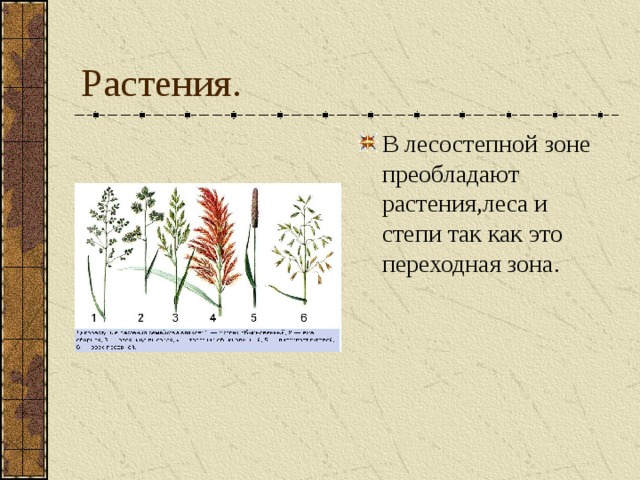 Растения. В лесостепной зоне преобладают растения,леса и степи так как это переходная зона. 