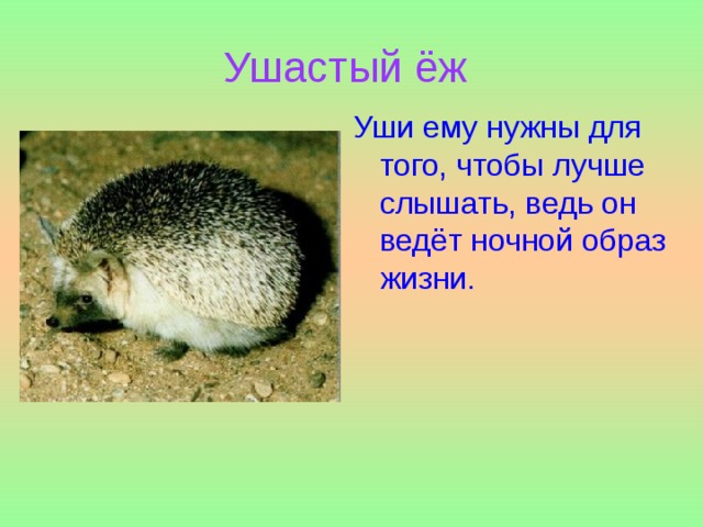 Ушастый еж презентация