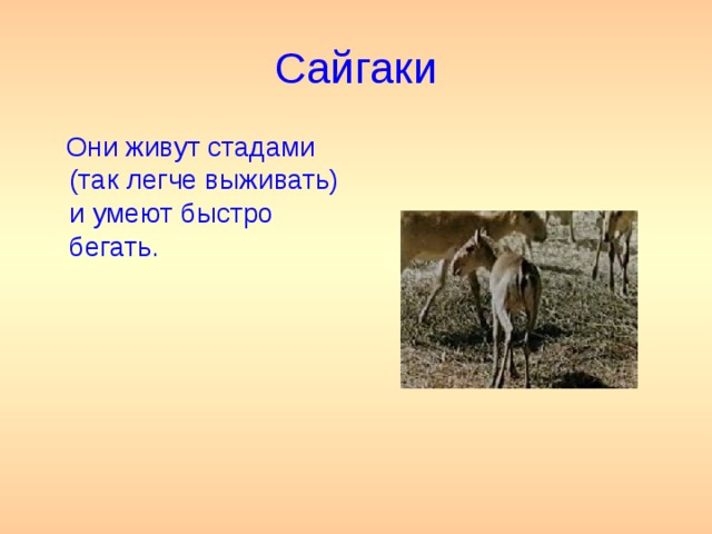 Презентация о сайгаке