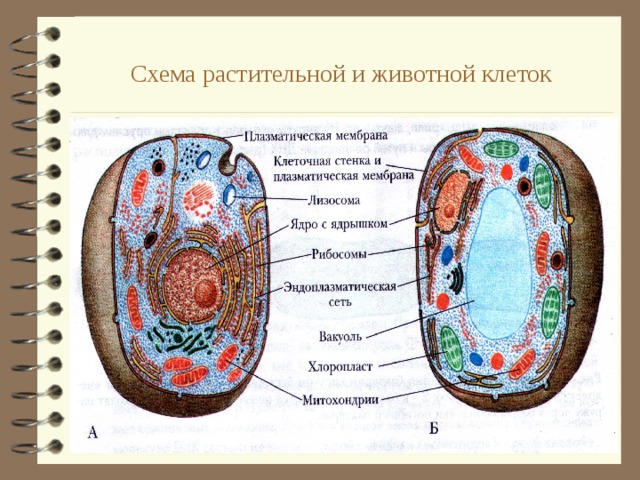 Схема растительной и животной клеток  