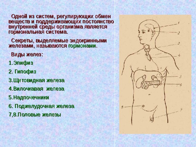 Одной из систем, регулирующих обмен веществ и поддерживающих постоянство внутренней среды организма является гормональная система. Секреты, выделяемые эндокринными железами, называются гормонами . Виды желез: 1.Эпифиз 2. Гипофиз 3.Щитовидная железа 4.Вилочкавая железа 5.Надпочечники 6. Поджелудочная железа 7,8.Половые железы  