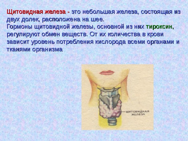 Щитовидная железа - это небольшая железа, состоящая из двух долек, расположена на шее. Гормоны щитовидной железы, основной из них тироксин, регулируют обмен веществ. От их количества в крови зависит уровень потребления кислорода всеми органами и тканями организма  