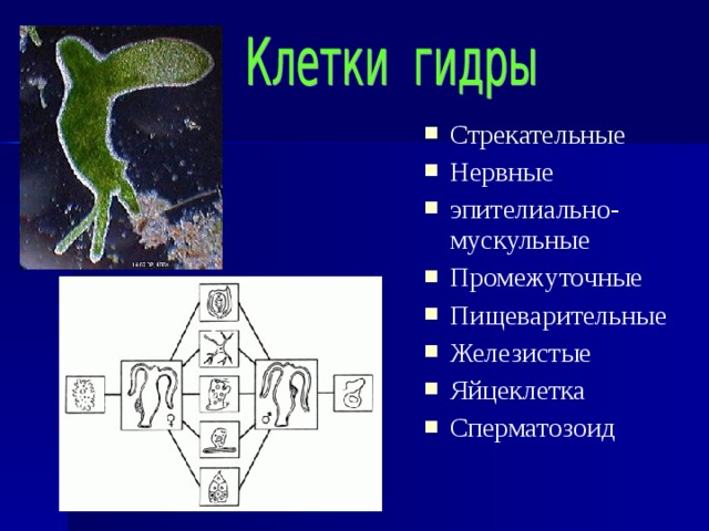 Клетки кишечнополостных. Стрекательные клетки кишечнополостных. Стрекательные клетки эпителиально мускульные. Стрекательные клетки эпителиально мускульные. Строение клеток гидры.