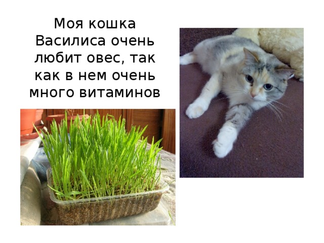 Моя кошка Василиса очень любит овес, так как в нем очень много витаминов 