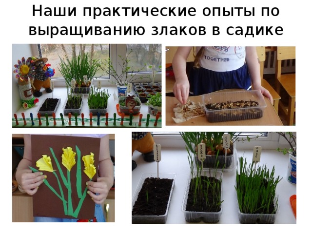 Наши практические опыты по выращиванию злаков в садике 