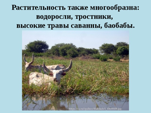 Презентация страны чад