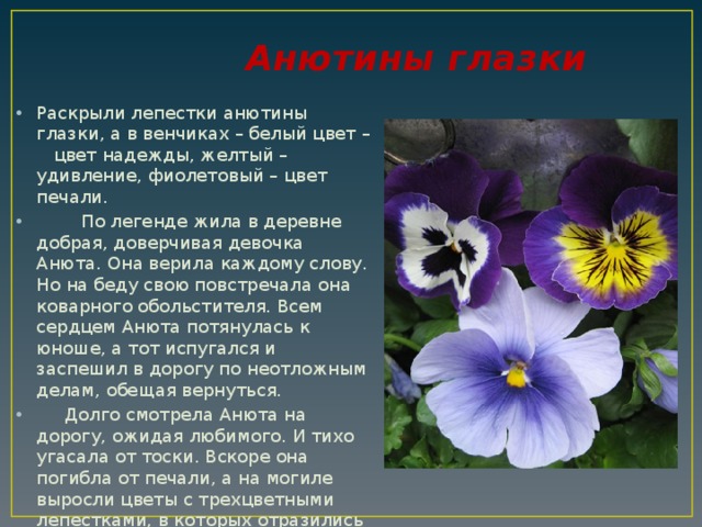 Лермонтово анютины. Анютины глазки Легенда о цветке. Анютины глазки Родина растения. Анютины глазки биологическая характеристика. Цветок Анютины глазки описание.