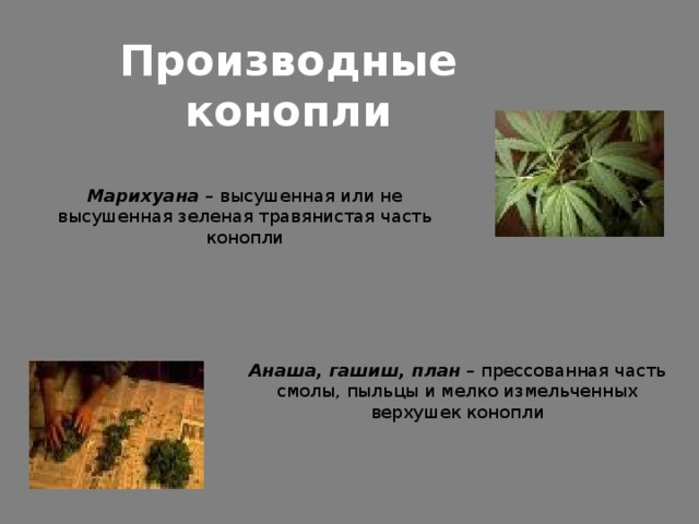 План гашиш конопля хупта ру семена профи