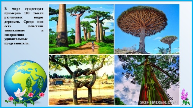 В мире существует примерно 100 тысяч различных видов деревьев. Среди них есть поистине уникальные и совершенно удивительные представители. 