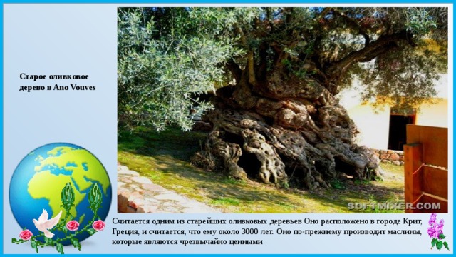 Старое оливковое дерево в Ano Vouves Считается одним из старейших оливковых деревьев Оно расположено в городе Крит, Греция, и считается, что ему около 3000 лет. Оно по-прежнему производит маслины, которые являются чрезвычайно ценными 
