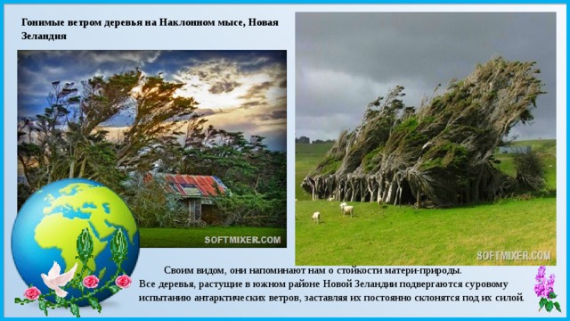 Гонимые ветром деревья на Наклонном мысе, Новая Зеландия Своим видом, они напоминают нам о стойкости матери-природы. Все деревья, растущие в южном районе Новой Зеландии подвергаются суровому испытанию антарктических ветров, заставляя их постоянно склонятся под их силой. 