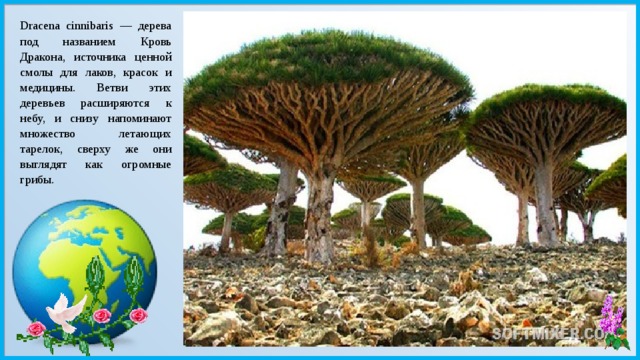 Dracena cinnibaris — дерева под названием Кровь Дракона, источника ценной смолы для лаков, красок и медицины. Ветви этих деревьев расширяются к небу, и снизу напоминают множество летающих тарелок, сверху же они выглядят как огромные грибы. 