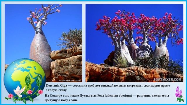 Dorstenia Giga — совсем не требуют никакой почвы и погружает свои корни прямо в голую скалу. На Сокотре есть также Пустынная Роза (adenium obesium) — растение, похожее на цветущую ногу слона. 