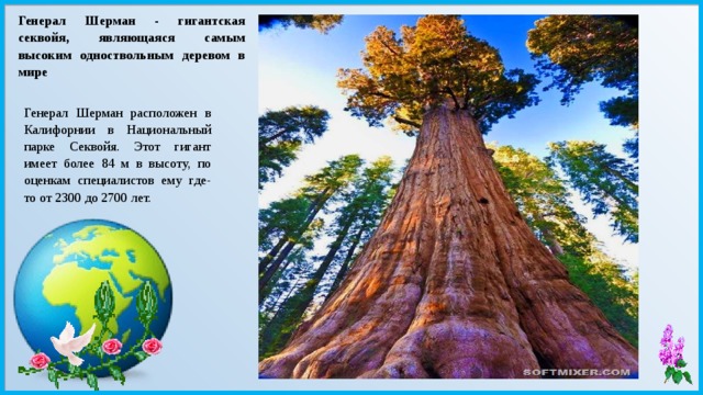 Генерал Шерман - гигантская секвойя, являющаяся самым высоким одноствольным деревом в мире Генерал Шерман расположен в Калифорнии в Национальный парке Секвойя. Этот гигант имеет более 84 м в высоту, по оценкам специалистов ему где-то от 2300 до 2700 лет. 