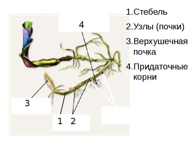 Корневище рисунок с подписями 6 класс