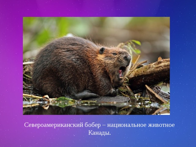 Североамериканский бобер – национальное животное Канады. 