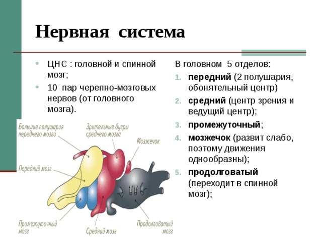 Нервная система ЦНС : головной и спинной мозг; 10 пар черепно-мозговых нервов (от головного мозга).  В головном 5 отделов: передний (2 полушария, обонятельный центр) средний (центр зрения и ведущий центр); промежуточный ; мозжечок (развит слабо, поэтому движения однообразны); продолговатый (переходит в спинной мозг); 