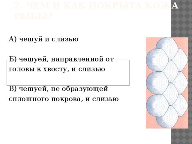 1. Форма тела у рыбы преимущественно: А) сплюснутая в спинно - брюшном направлении Б) обтекаемая В) округлая 