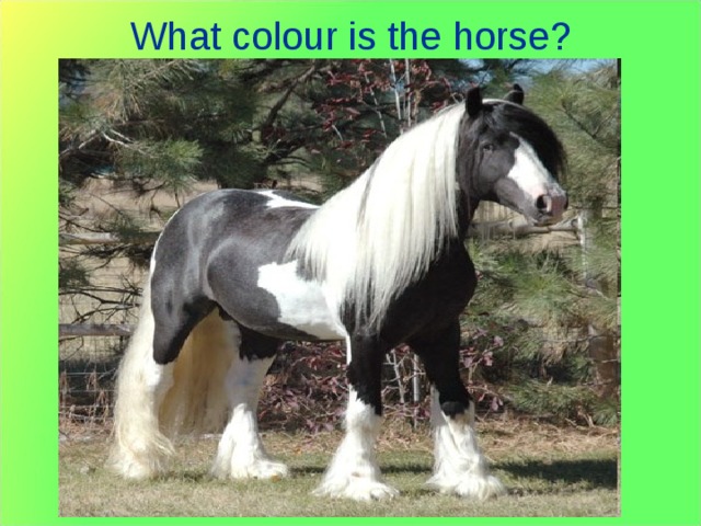 What colour is the horse? 