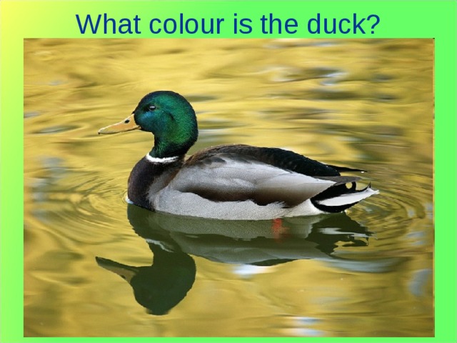 What colour is the duck? 