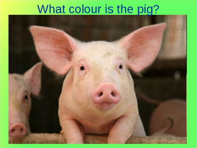 What colour is the pig? 