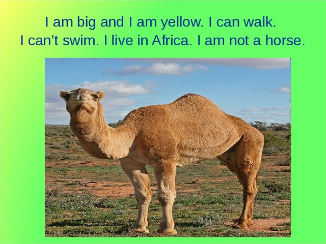 I am big and I am yellow. I can walk. I can’t swim. I live in Africa. I am not a horse. 