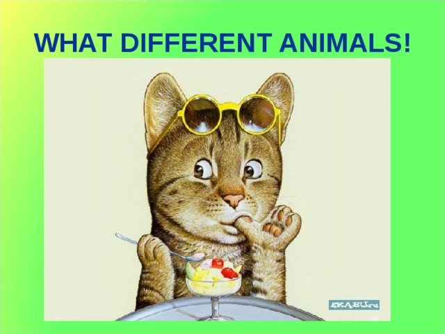 WHAT DIFFERENT ANIMALS! 