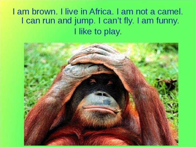 I am brown. I live in Africa. I am not a camel. I can run and jump. I can’t fly. I am funny. I like to play. 