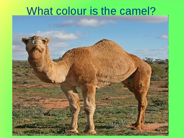 What colour is the camel? 