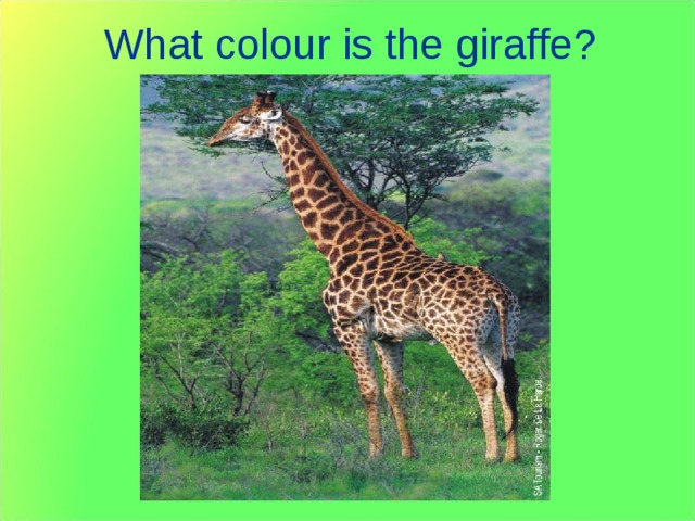 What colour is the giraffe? 