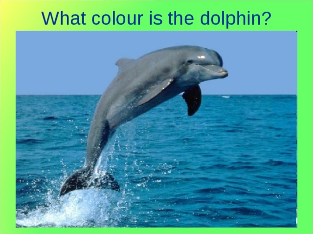 What colour is the dolphin? 