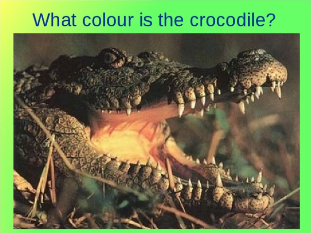 What colour is the crocodile? 