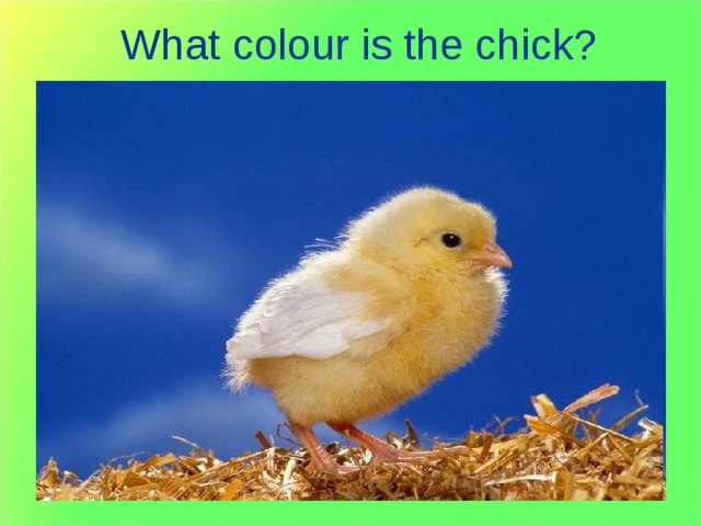 What colour is the chick? 