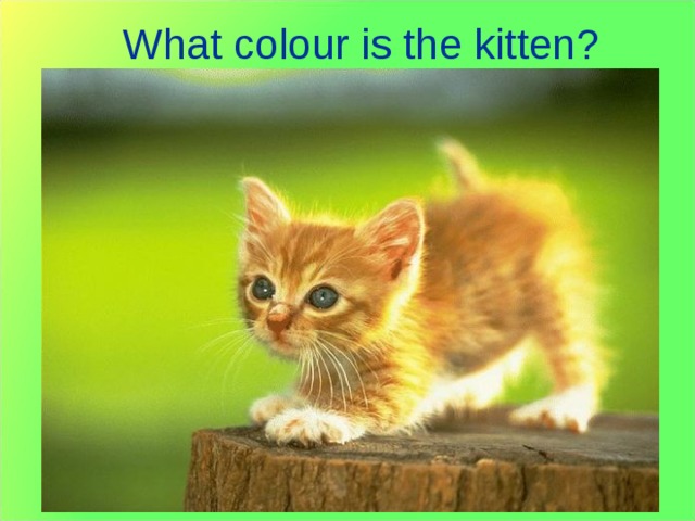 What colour is the kitten? 