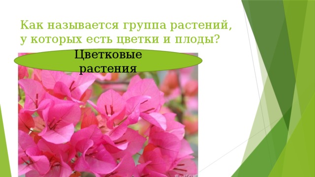 Как называется группа растений, у которых есть цветки и плоды? Цветковые растения 