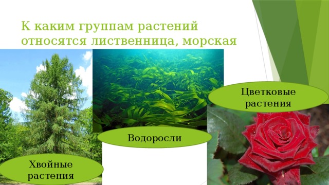 К каким группам растений относятся лиственница, морская капуста и роза? Цветковые  растения Водоросли Хвойные  растения 