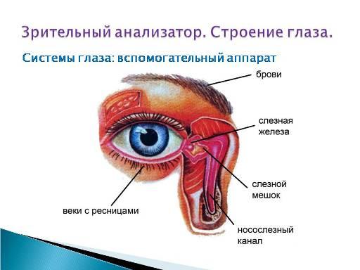 Презентация на тему зрительный анализатор строение и функции глаза