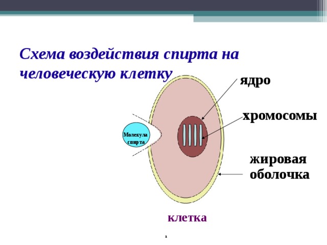 Схема воздействия спирта на человеческую клетку ядро хромосомы   Молекула спирта   жировая оболочка клетка а  