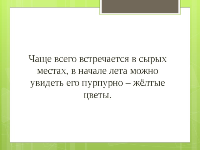 Чаще всего встречается в сырых местах, в начале лета можно увидеть его пурпурно – жёлтые цветы. 