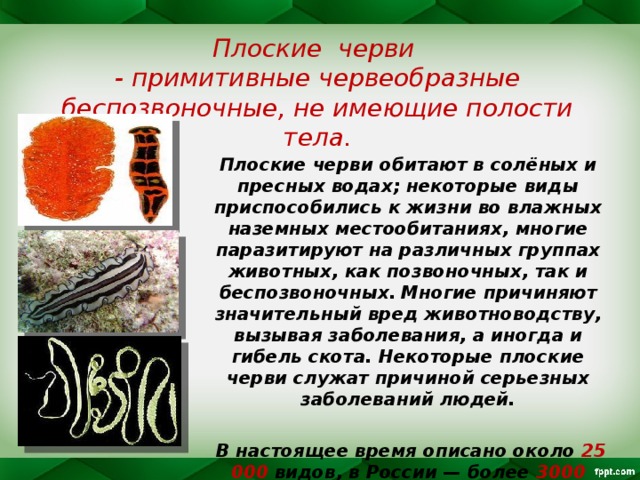 Плоские черви - примитивные червеобразные беспозвоночные, не имеющие полости тела. Плоские черви обитают в солёных и пресных водах; некоторые виды приспособились к жизни во влажных наземных местообитаниях, многие паразитируют на различных группах животных, как позвоночных, так и беспозвоночных.  Многие причиняют значительный вред животноводству, вызывая заболевания, а иногда и гибель скота. Некоторые плоские черви служат причиной серьезных заболеваний людей.   В настоящее время описано около 25 000 видов, в России — более 3000 видов  . 