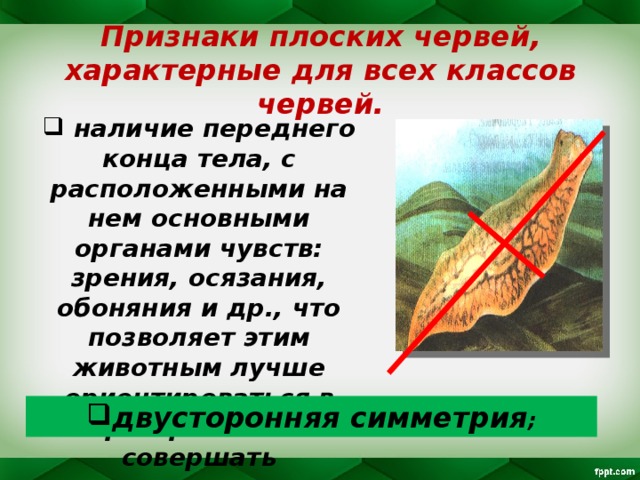 Признаки плоских червей, характерные для всех классов червей.  наличие переднего конца тела, с расположенными на нем основными органами чувств: зрения, осязания, обоняния и др., что позволяет этим животным лучше ориентироваться в пространстве и совершать направленные движения; двусторонняя симметрия ; 