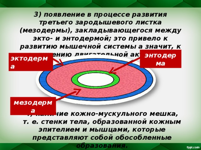 3) появление в процессе развития третьего зародышевого листка (мезодермы), закладывающегося между экто- и энтодермой; это привело к развитию мышечной системы а значит, к увеличению двигательной активности; энтодерма эктодерма мезодерма 4) наличие кожно-мускульного мешка, т. е. стенки тела, образованной кожным эпителием и мышцами, которые представляют собой обособленные образования. 