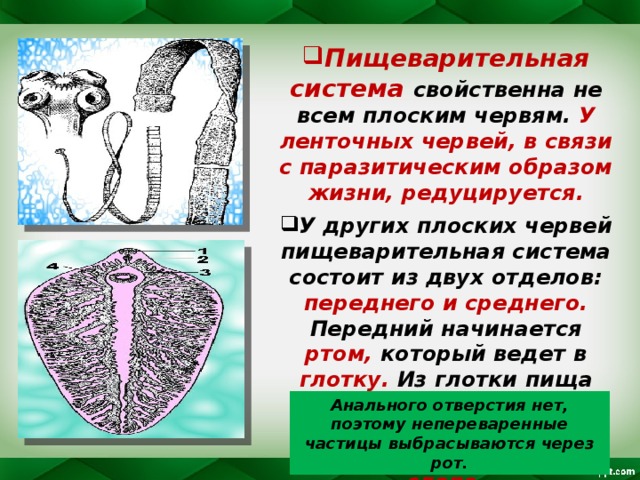 Пищеварительная система свойственна не всем плоским червям. У ленточных червей, в связи с паразитическим образом жизни, редуцируется. У других плоских червей пищеварительная система состоит из двух отделов: переднего и среднего. Передний начинается ртом, который ведет в глотку. Из глотки пища переходит в пищевод, а затем в кишечник , ветви которого заканчиваются слепо . Анального отверстия нет, поэтому непереваренные частицы выбрасываются через рот.  