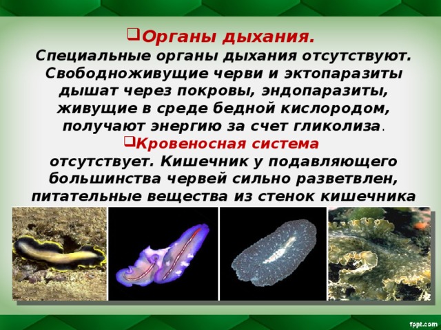 Органы дыхания. Специальные органы дыхания отсутствуют. Свободноживущие черви и эктопаразиты дышат через покровы, эндопаразиты, живущие в среде бедной кислородом, получают энергию за счет гликолиза . Кровеносная система отсутствует. Кишечник у подавляющего большинства червей сильно разветвлен, питательные вещества из стенок кишечника диффундируют по тканевой жидкости в клетки органов.  