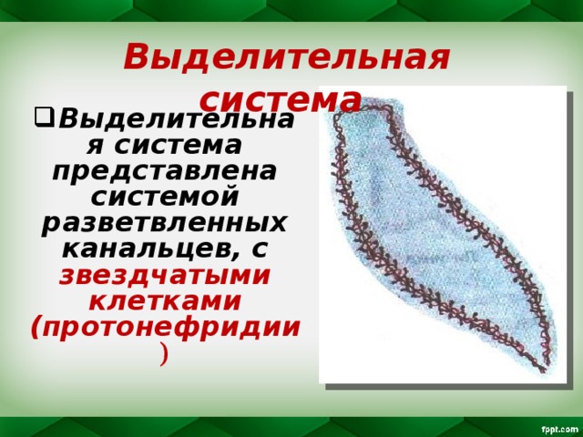 Выделительная система Выделительная система представлена системой разветвленных канальцев, с звездчатыми клетками (протонефридии ) 