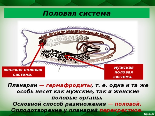 Половая система мужская половая система. женская половая система. мужская половая система. Планарии — гермафродиты , т. е. одна и та же особь несет как мужские, так и женские половые органы. Основной способ размножения — половой. Оплодотворение у планарий перекрестное. 