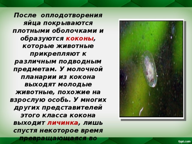 После оплодотворения яйца покрываются плотными оболочками и образуются коконы , которые животные прикрепляют к различным подводным предметам. У молочной планарии из кокона выходят молодые животные, похожие на взрослую особь. У многих других представителей этого класса кокона выходит личинка , лишь спустя некоторое время превращающаяся во взрослое животное (развитие с метаморфозом). 
